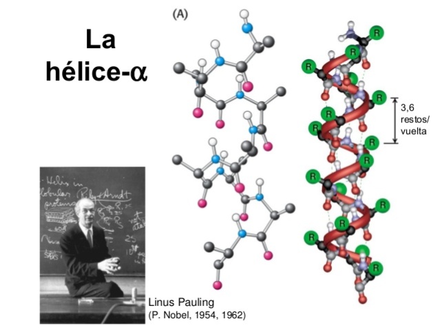 Linus Carl Pauling  y Robert B. Corey