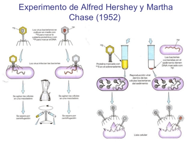 Alfred Hershey y Martha Chase