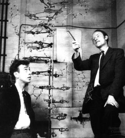 James Dewey Watson y Francis Harry Compton Crick