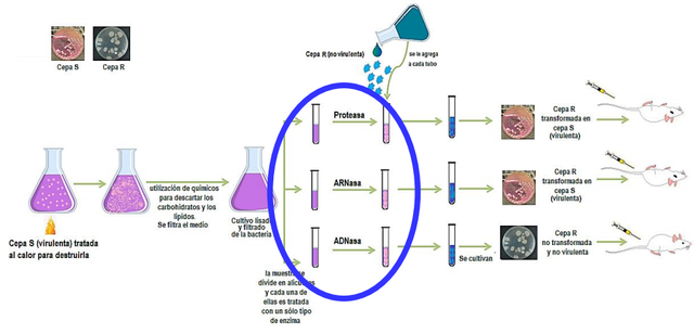 Oswald Theodore Avery, Colin MacLeod y Maclyn McCarty