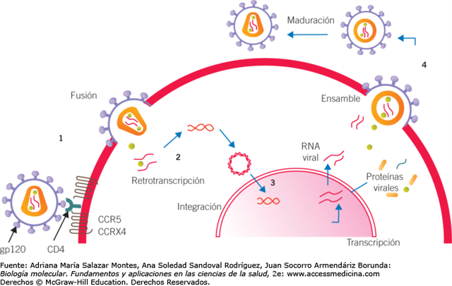 Mecanismos moleculares implicados en la resistencia a fármacos contra el VIH