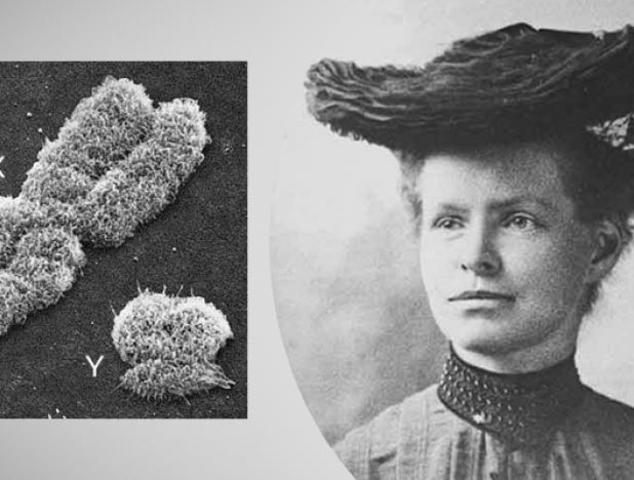 Edmund B. Wilson & Nettie María Stevens: Los cromosomas sexuales.