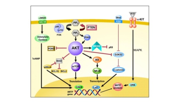 Mecanismo empleado por las neuronas para propiciar el aprendizaje y la memoria