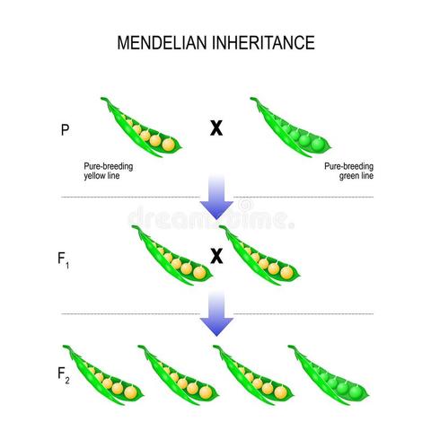 El mecanismo de la herencia mendeliana