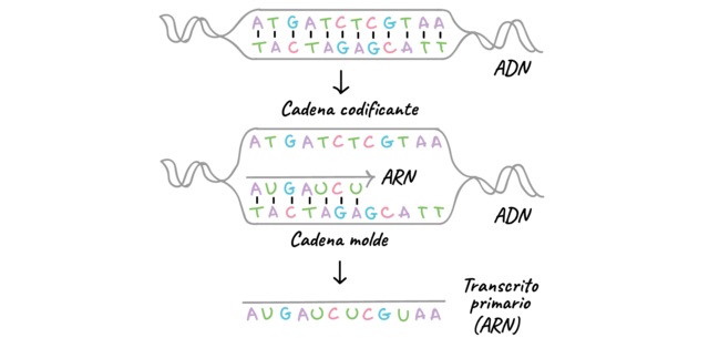 vínculo directo entre los genes y las enzimas