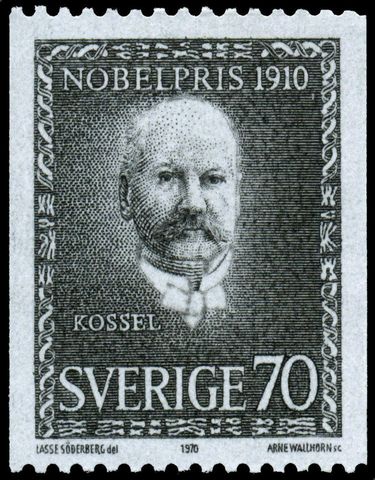 Albrecht Kossel: Premio nobel por sus investigaciones.