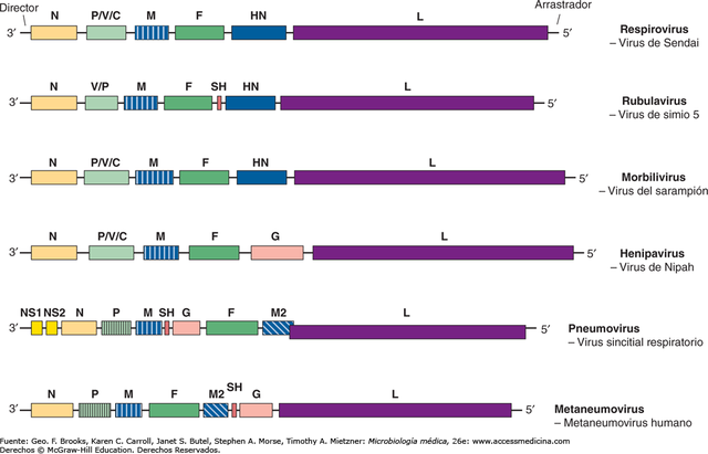 El fluido tisular permite la entrada de los paramixovirus en las células.