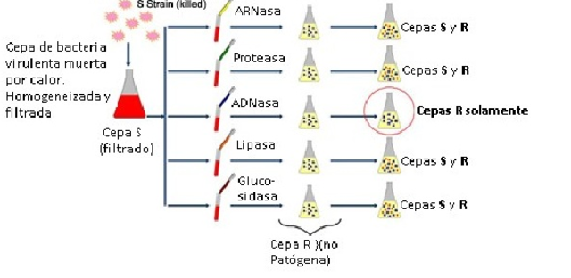 Oswald Theodore Avery, Colin MacLeod y Maclyn McCarty