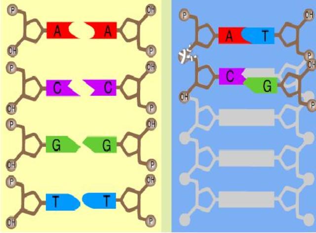 Complementaridad de bases