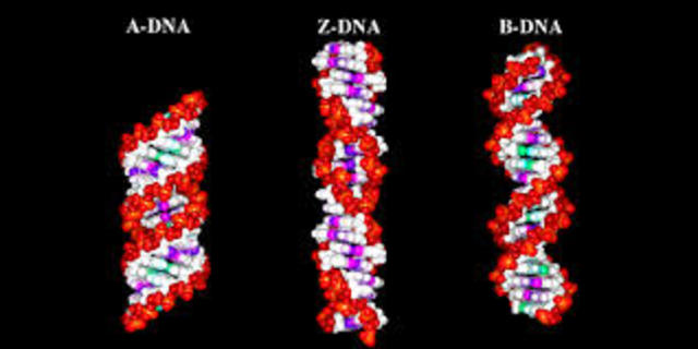 Formas de ADN