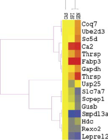 Un gen asociado al cáncer es clave en la diferenciación de las células del intestino durante el desarrollo