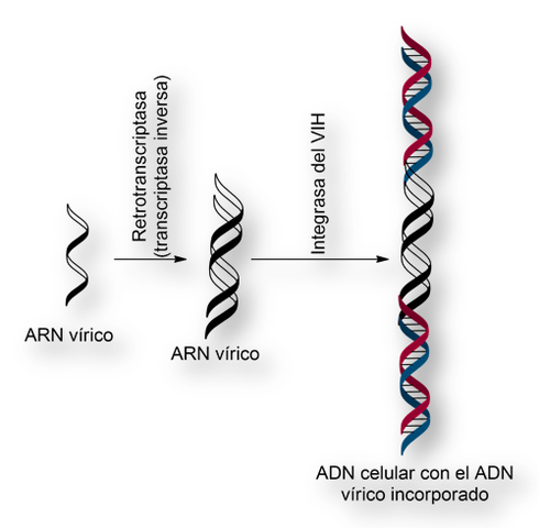 transcriptasa inversa o retrotranscriptasa