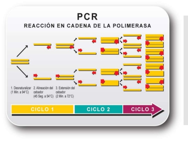 La reacción en cadena de la polimerasa