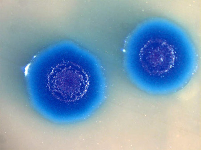 primera célula sintética capaz de autoreplicarse