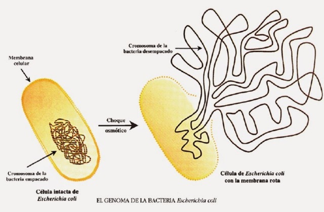 Transmutación de una especie biológica en otra