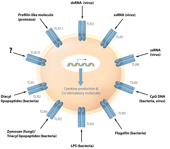 desarrollo de la inmunidad