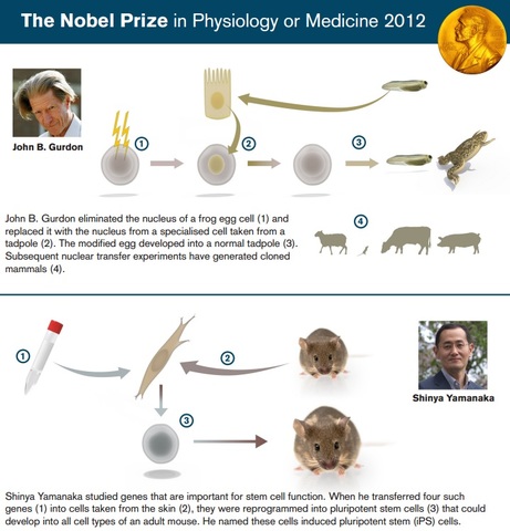 Shinya Yamanaka -  John B. Gurdon