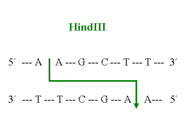 Enzima de restricción Hind II