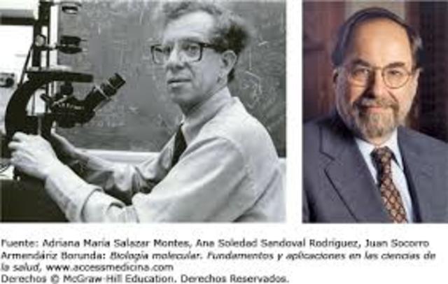 Howard Martin Temin y David Baltimore: Retrotranscriptasa.