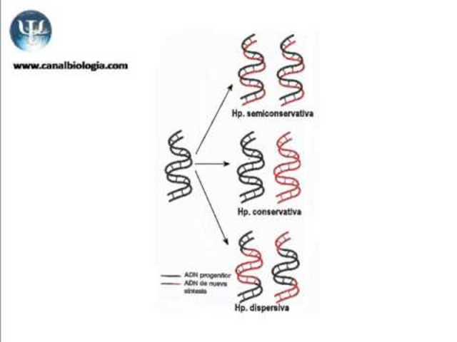 Meselson, Stahl y la replicación semiconservativa.