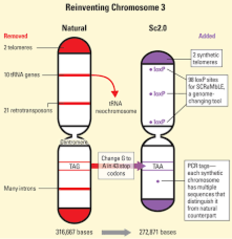 Primer cromosoma sintético de levadura