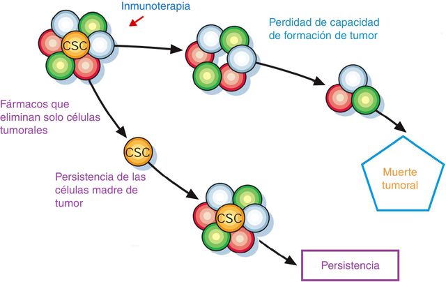 Un gen relacionado con el cáncer es clave en la diferenciación de las células del intestino durante el desarrollo