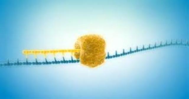 Nuevo método capaz de amplificar ADN a partir del genoma de una sola célula