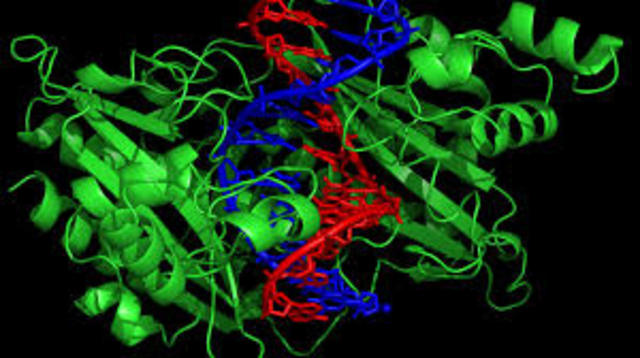 Descubren el papel que cumplen algunas proteínas implicadas en casos de cáncer y enfermedades raras