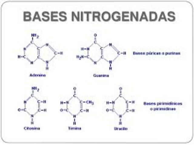 Warren Weaver - William Astbury y Florence Bell