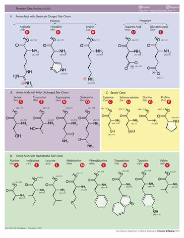 Se logran descubrir una gran parte de los aminoácidos que hoy día se conocen.