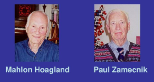 Paul Zamecnick y Mahlon Hoagland