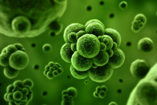 modelo digital de un organismo biológico