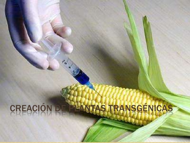 cultivo de las primeras plantas transgenicas