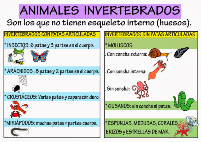 CLASIFICACIÓN DE INVERTEBRADOS