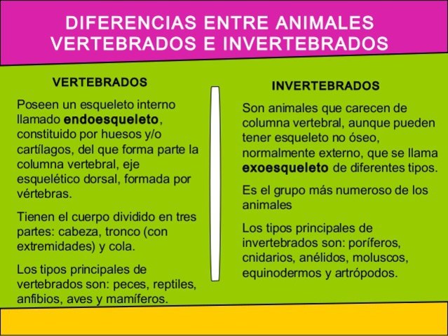 DIFERENCIAS ENTRE VERTEBRADOS E INVERTEBRADOS