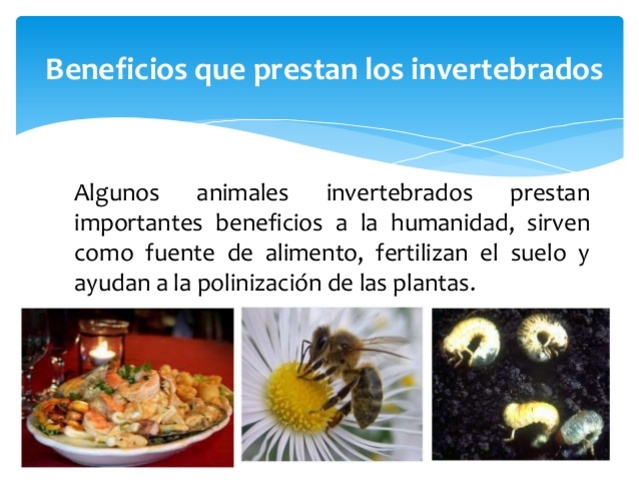 IMPORTANCIA DE LOS INVERTEBRADOS