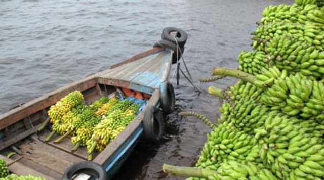 `aThe spread of Bananas