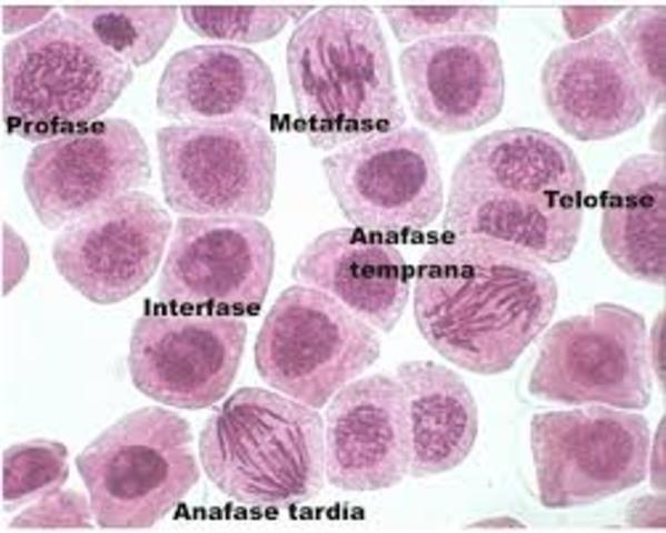 FRIEDICH ANTON SCHNEIDER