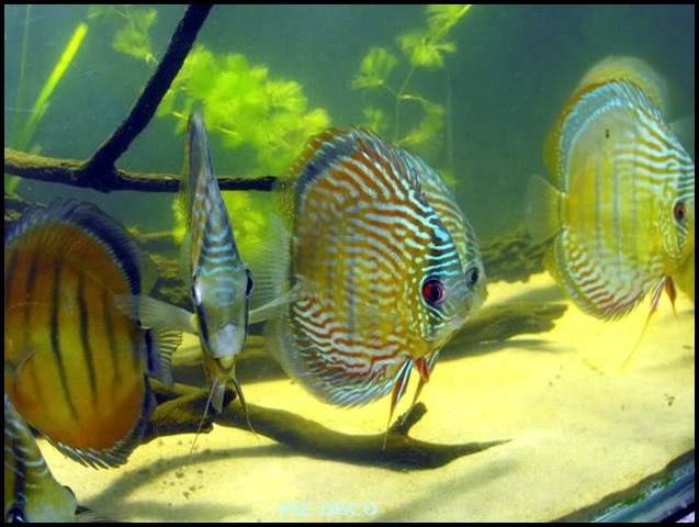 Symphysodon Aequifasciatus,