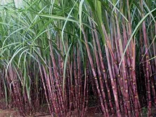 Sugar Cane