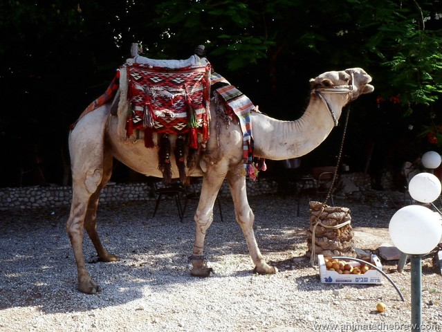 Camel Saddle For Trade