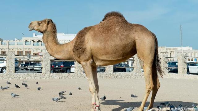 One Humped Camel