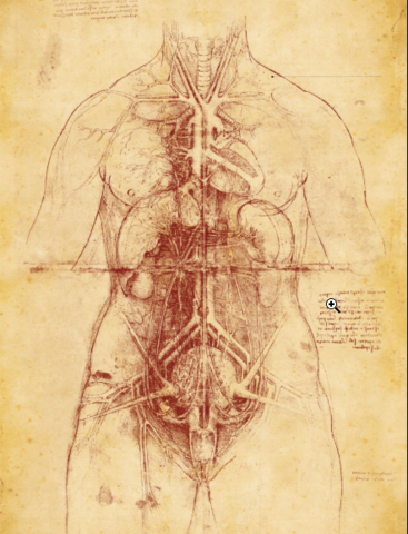 La primera radiografía de la historia  Gracias a las disecciones, Leonardo realizó dibujos del interior del cuerpo humano de una precisión que no se igualaría hasta siglos después. Este dibujo muestra órganos del tórax, abdomen, sistema vascular de mujer