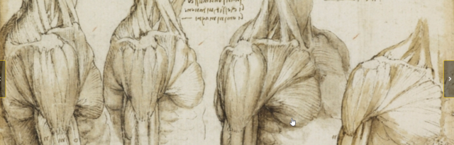 Musculos del torax y brazo