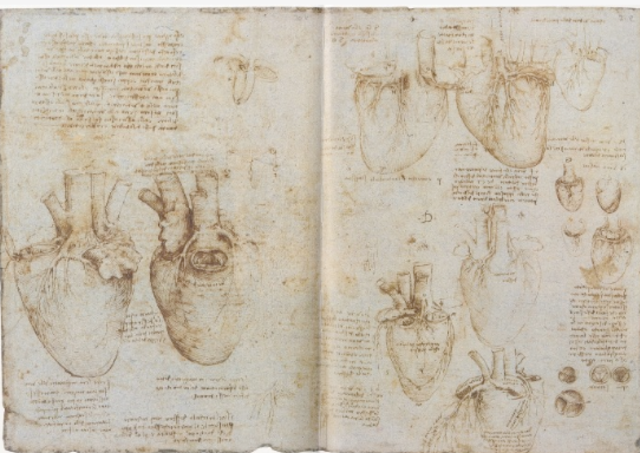 Dibujo del Corazon humano