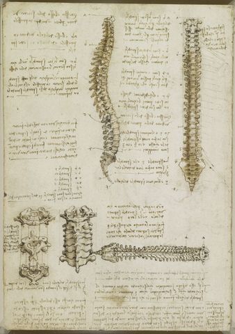 La columna vertebral