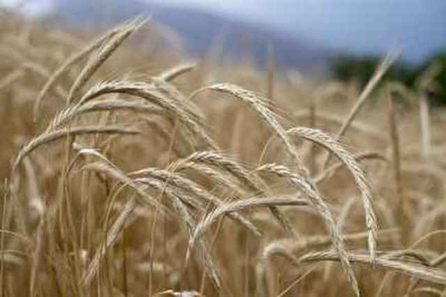 Discovery of Cereal Grain Properties
