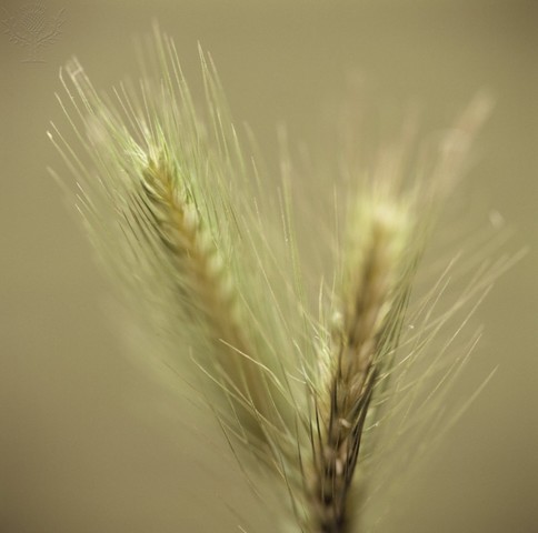 Grain Became a Vital part of The Global Economy