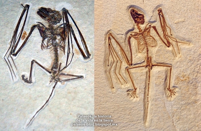 52 million years ago