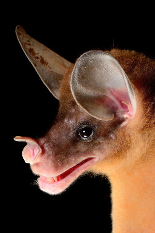 22,2 million years ago